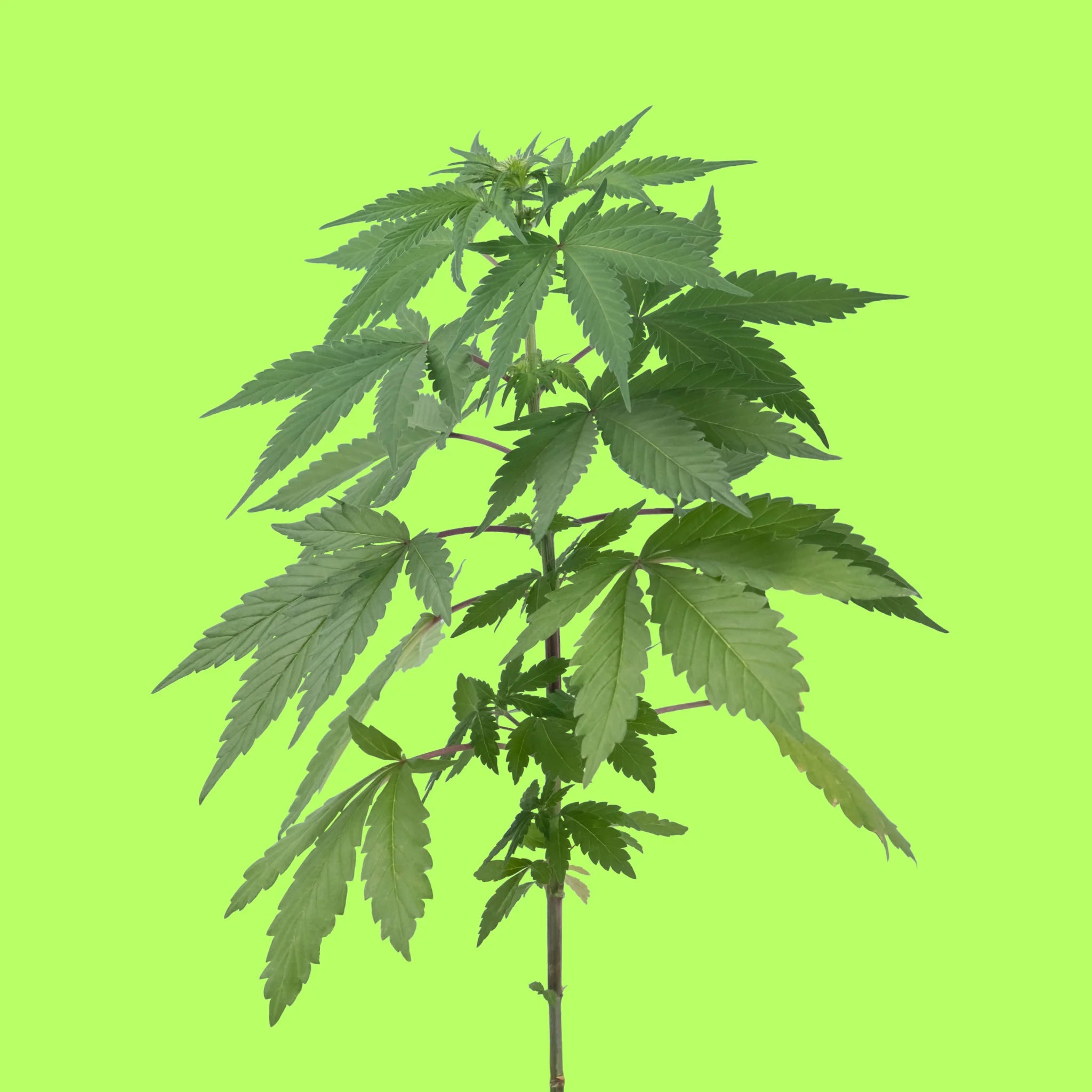 Grow Shop Cannabis Pflanzen auf grünem Hintergrund