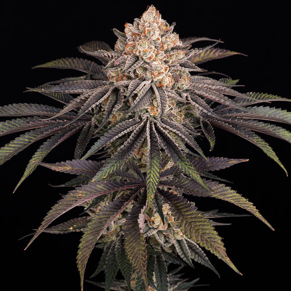 Frosted Zinn × 3 Bears OG Auto