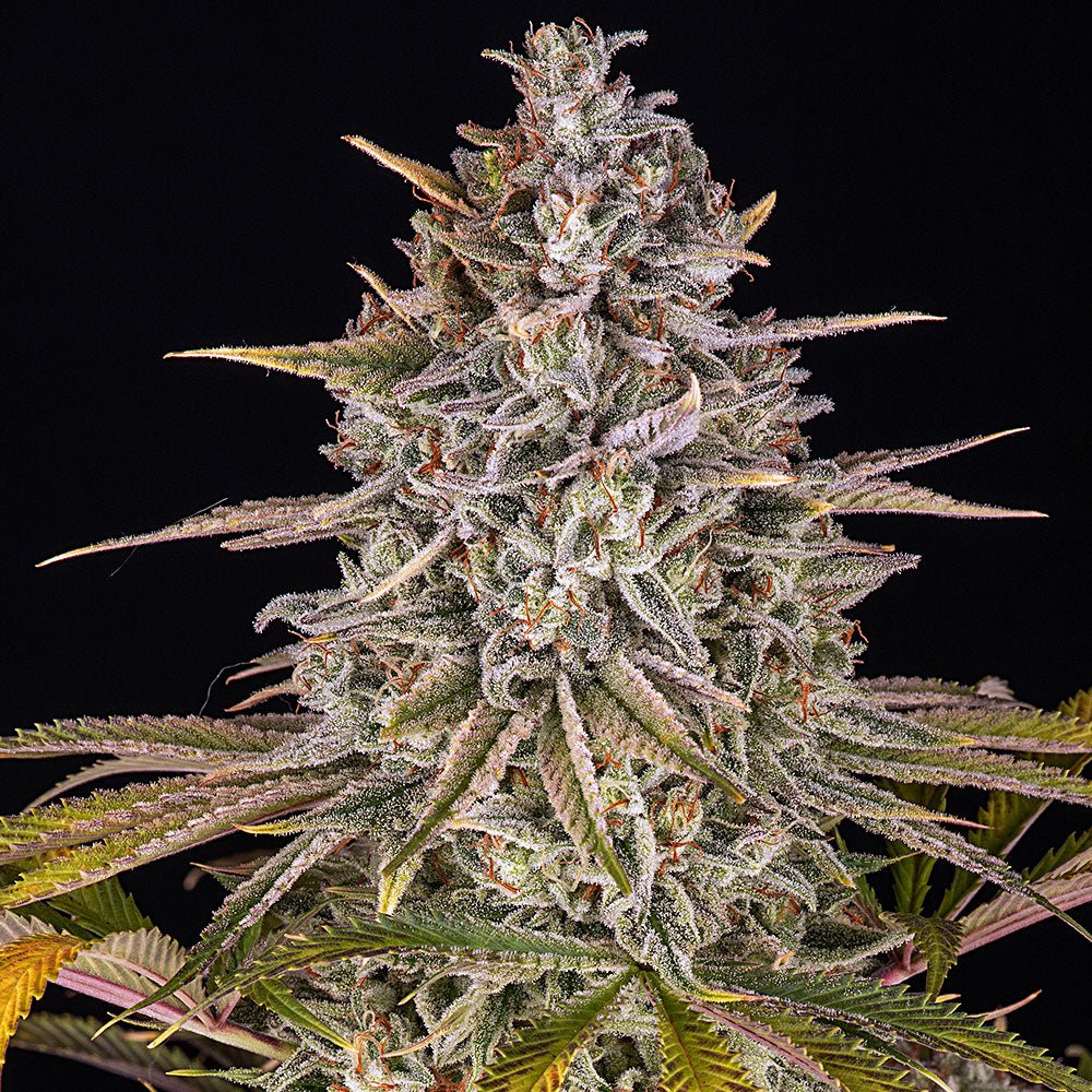 Frosted Zinn x Cookie Dog Auto