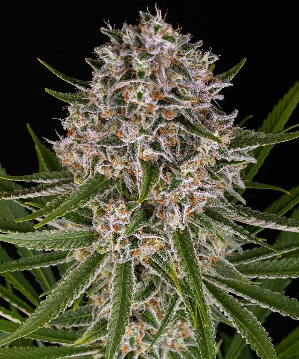 Lemon Haze Auto