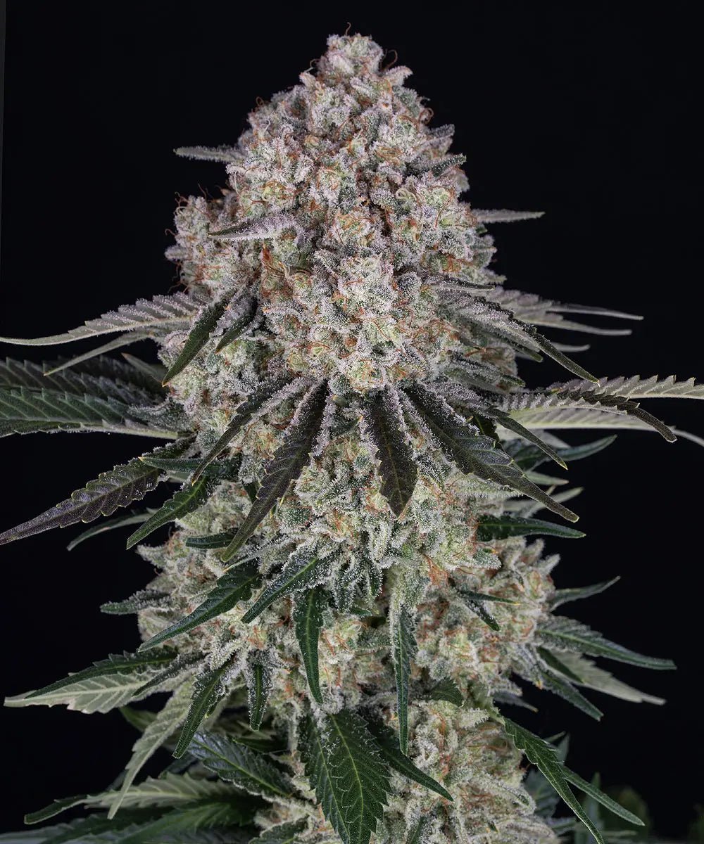 Sour Diesel Auto